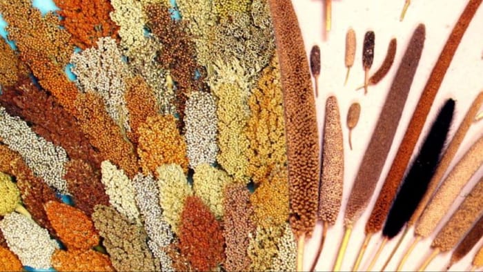 मिलेट्स उगाने वाले किसानों और मछलीपालकों की आमदनी में बढ़ोत्तरी का रास्ता खुलेगा.