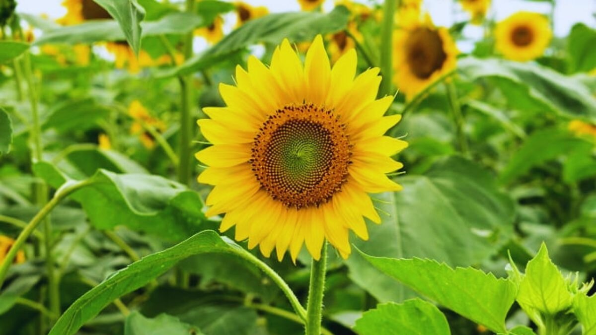 सूरजमुखी पर कीटों का हमला