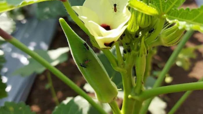 भिंडी की खेती