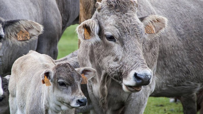 Heat Stroke In Animals