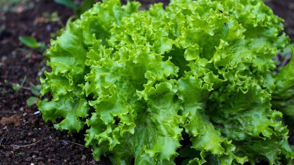 Gardening Tips: घर की छत पर कैसे उगाएं सब्जियां, जानें कुछ आसान मगर खास टिप्स Gardening Tips: घर की छत पर कैसे उगाएं सब्जियां, जानें कुछ आसान मगर खास टिप्स