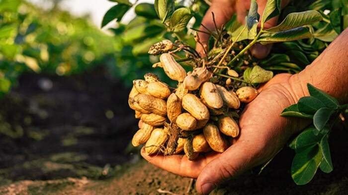ground nut farming