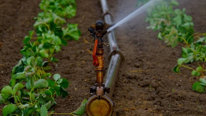 subsidy on irrigation