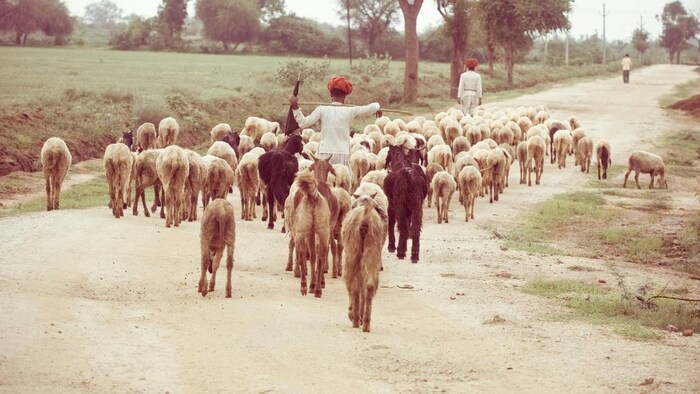 Rajasthan Agriculture News