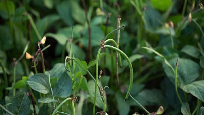 लोबिया की खेती