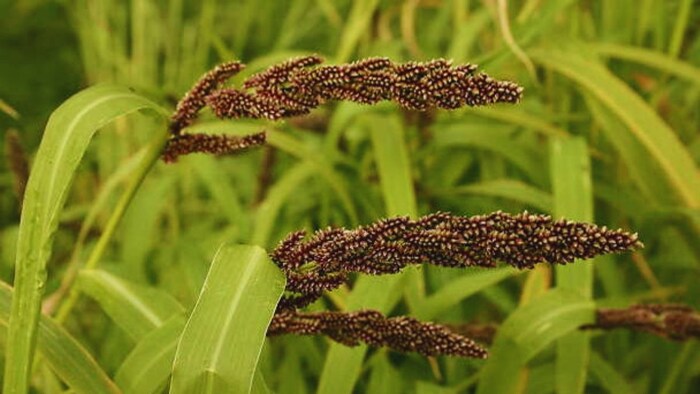 Browntop Millets Benefits