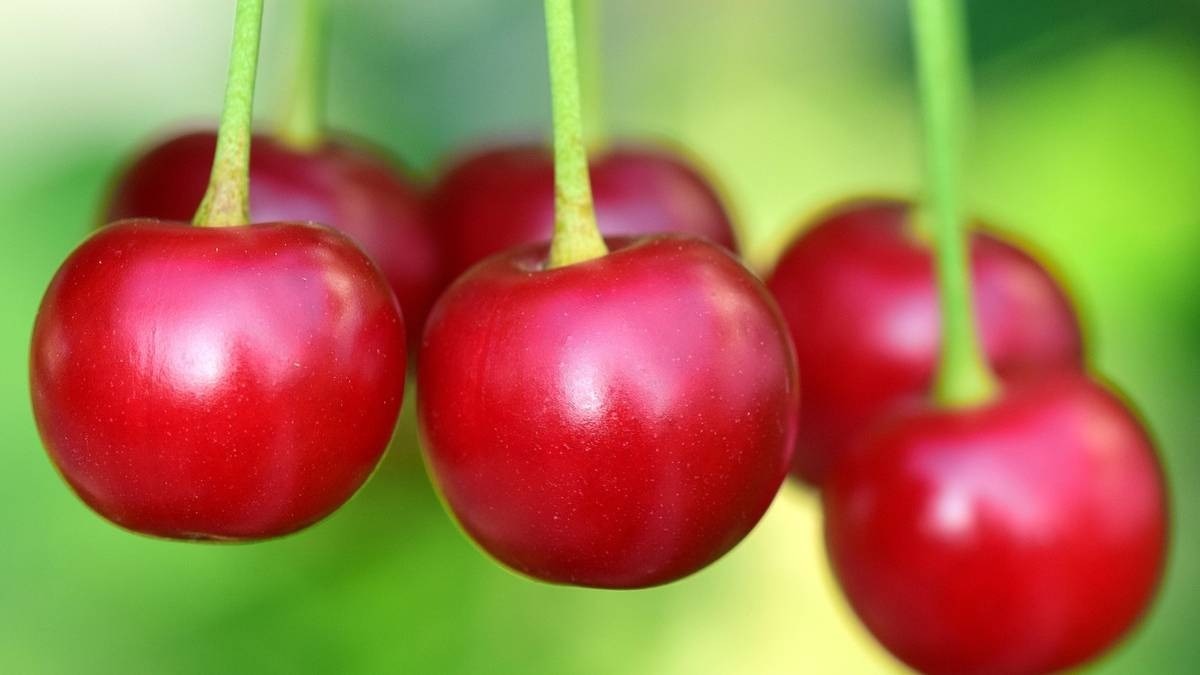 Kashmir Cherry Farming