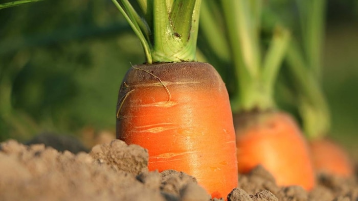 Natural Farming
