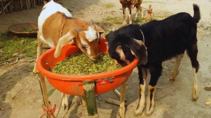 पौष्टिक चारा है अजोला