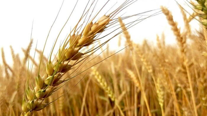 पंजाब में गेहूं खरीद में इस बार किसानों को हुआ फायदा