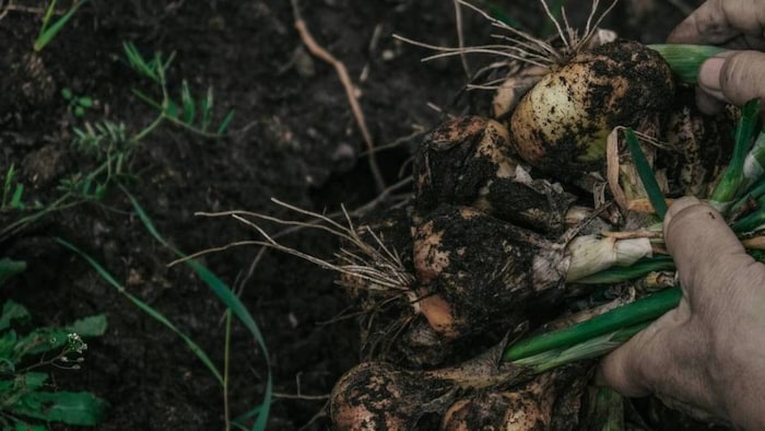 Onion Farming Bihar