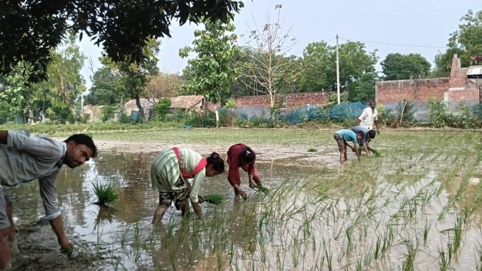 उत्तर प्रदेश के जनपद बाराबंकी में जीवामृत और गोमूत्र से हरित क्रांति आ रही है.