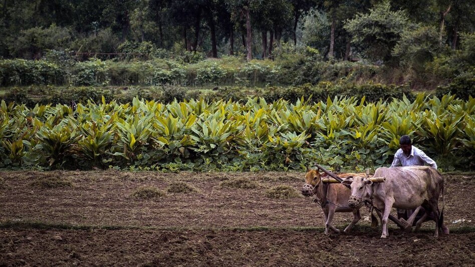 महाराष्ट्र में मॉनसून के पहले ही हजारों हेक्टेयर में खड़ी फसल चौपट, किसानों को बुवाई न करने की सलाह  महाराष्ट्र में मॉनसून के पहले ही हजारों हेक्टेयर में खड़ी फसल चौपट, किसानों को बुवाई न करने की सलाह