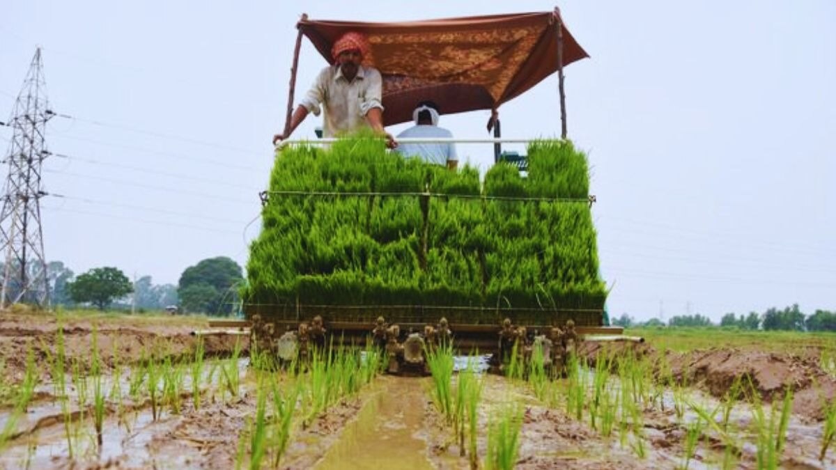 Paddy Sowing DSR technique