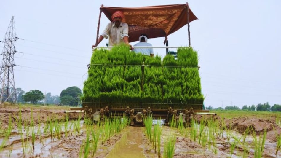 पंजाब में धान की सीधी बुवाई से किसानों की दूरी! 10 दिन में मात्र इतने रजिस्ट्रेशन हुए पंजाब में धान की सीधी बुवाई से किसानों की दूरी! 10 दिन में मात्र इतने रजिस्ट्रेशन हुए