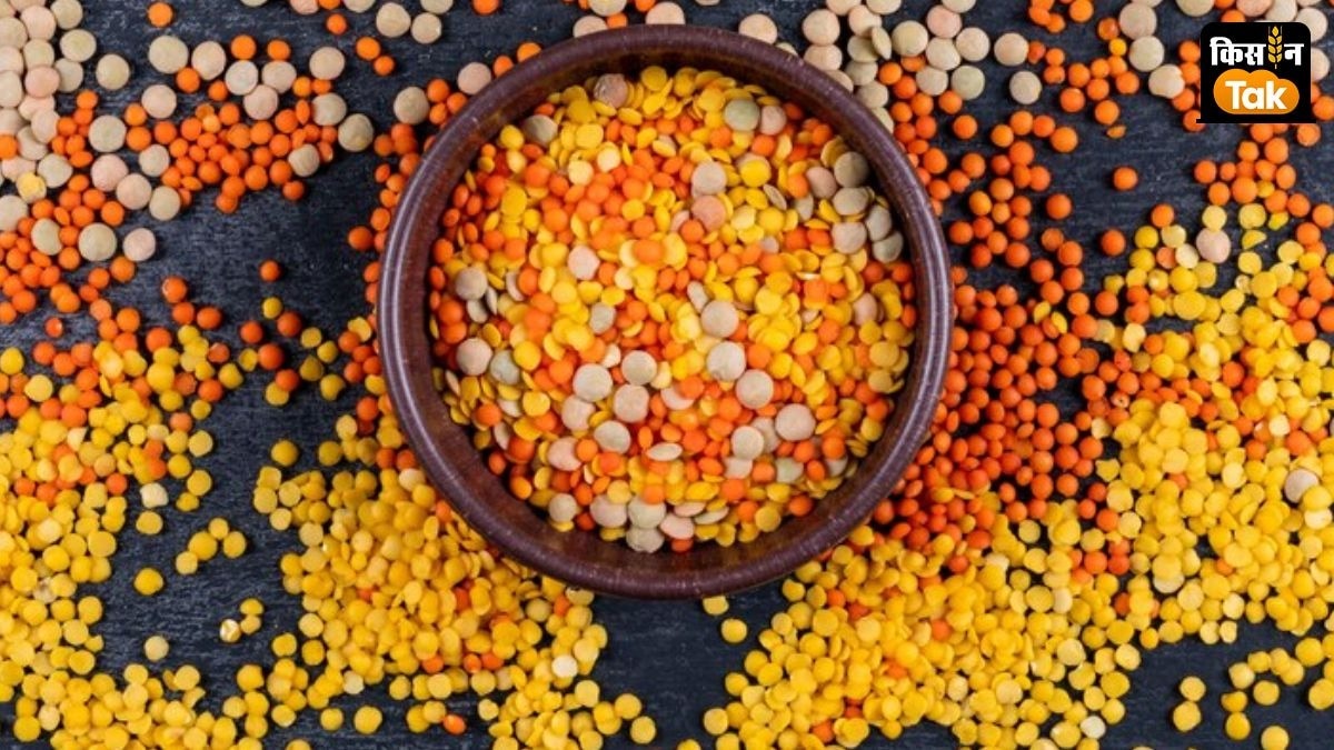 Tur Dal: सरकार खरीदेगी 6 लाख टन तूर दाल, पांच साल बाद सबसे ज्यादा होगी खरीद Tur Dal: सरकार खरीदेगी 6 लाख टन तूर दाल, पांच साल बाद सबसे ज्यादा होगी खरीद