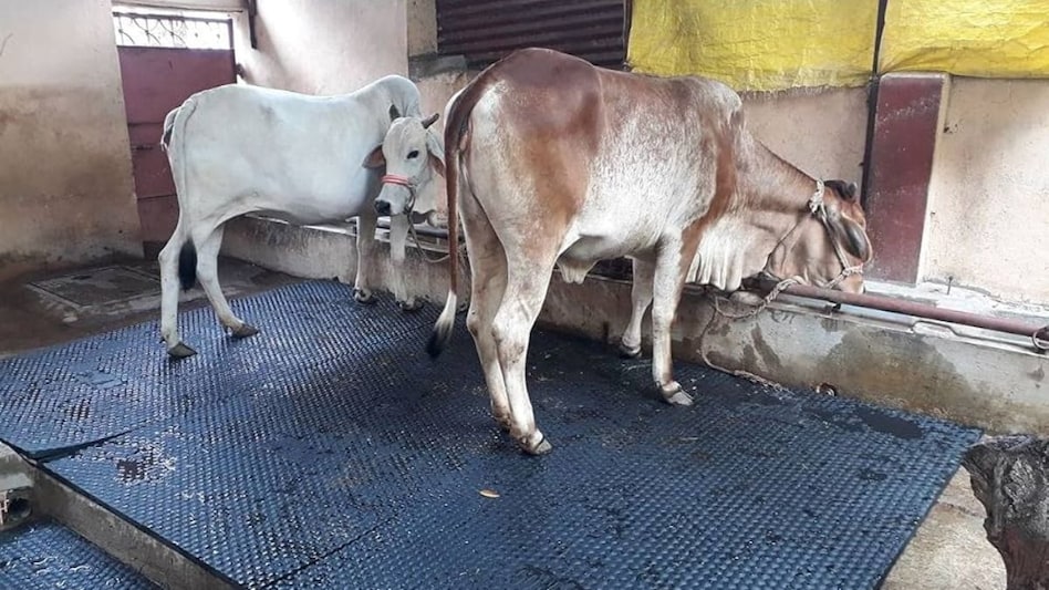 Artificial Insemination: आपके भी हैं कृत्रिम गर्भाधान से जुड़े कुछ सवाल, पढ़ें एक्सपर्ट के जवाब  Artificial Insemination: आपके भी हैं कृत्रिम गर्भाधान से जुड़े कुछ सवाल, पढ़ें एक्सपर्ट के जवाब