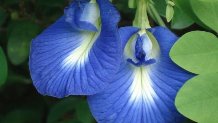 aprajita Medicinal Properties