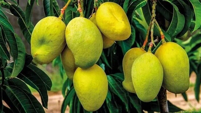 मालदा आम में लगेगा क्यू आर कोड