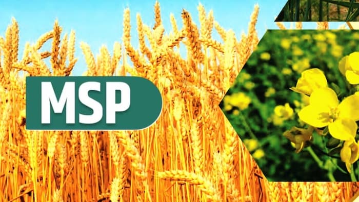 सरकार ने इन फसलों पर बढ़ाई MSP (MSP)