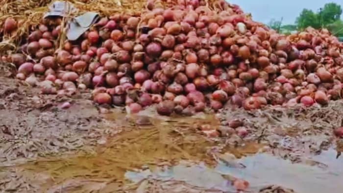 onion crop loss