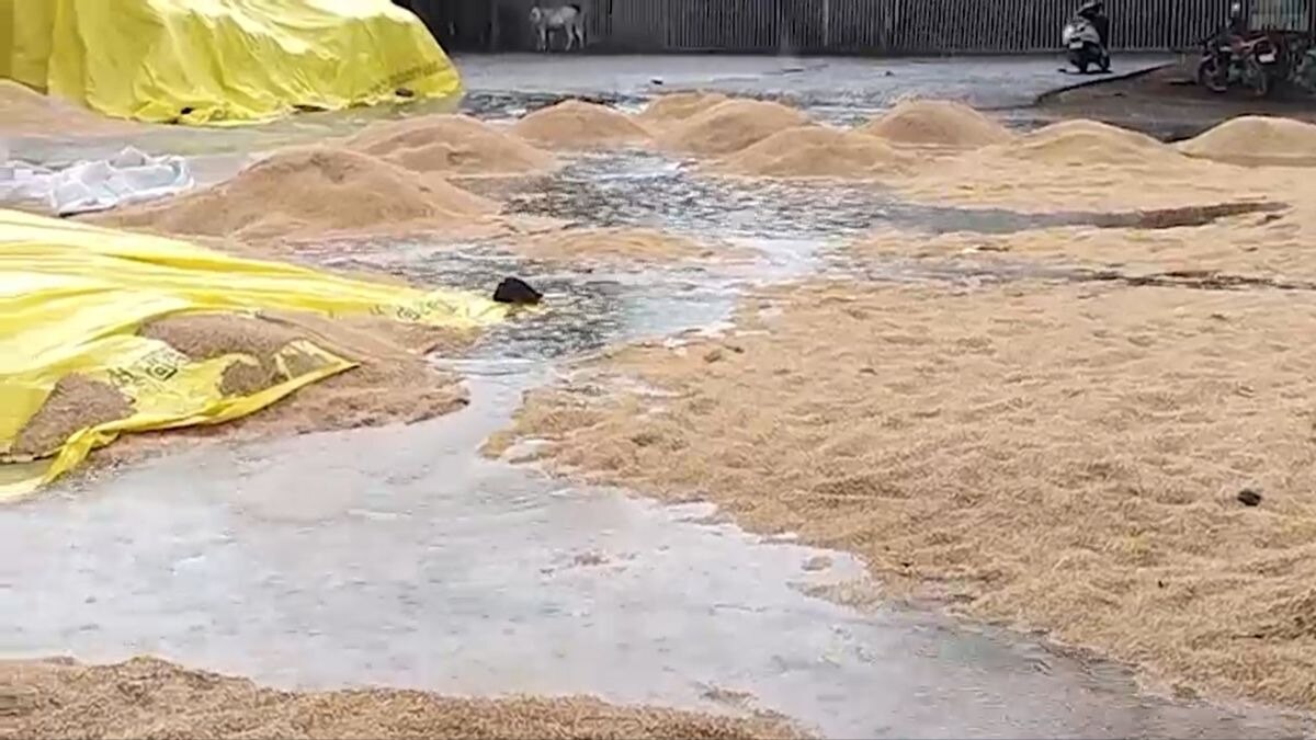 Crop destroyed in Mandi