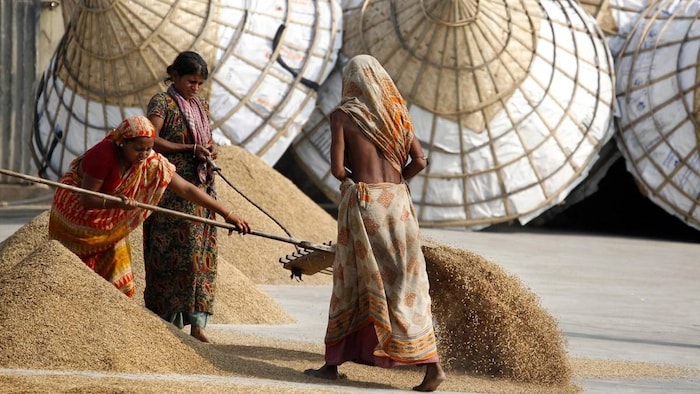 ओडिशा में धान की खरीद से बढ़ी मुश्किलें