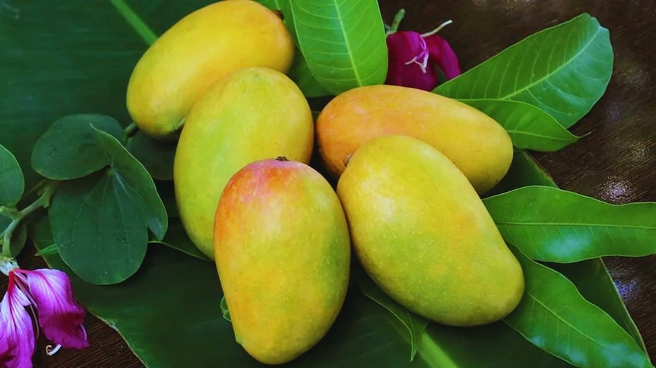 Mango: भारत के इन राज्यों में सबसे अधिक होता है आम, प्रमुख जिलों के नाम भी जानें Mango: भारत के इन राज्यों में सबसे अधिक होता है आम, प्रमुख जिलों के नाम भी जानें