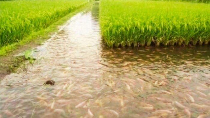 Paddy cultivation and fish farming together