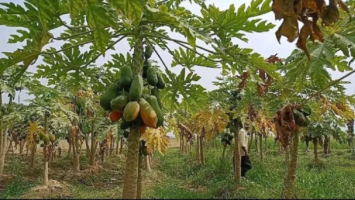 Dwarf papaya problem tips