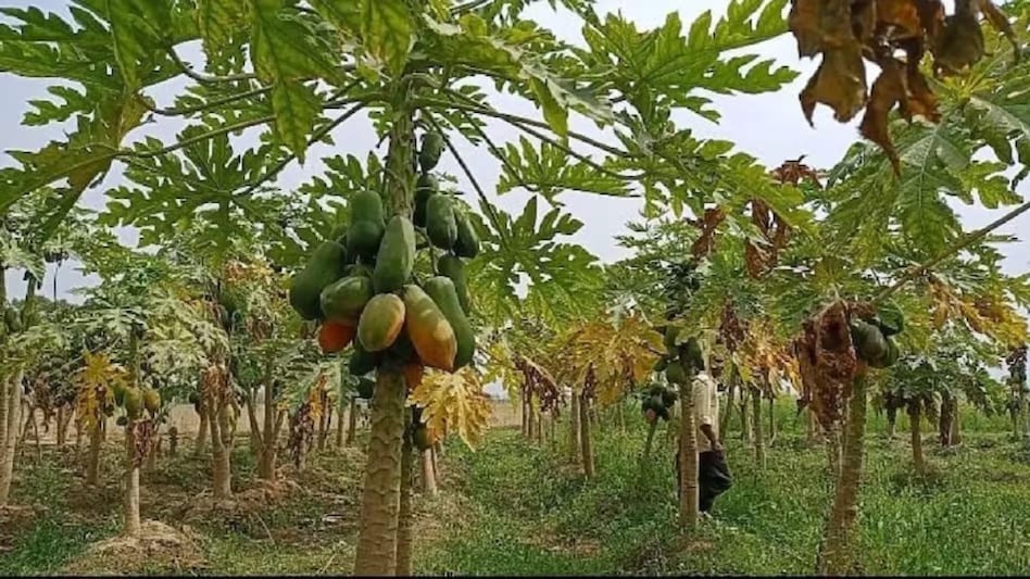 Papaya Farming: क्यों बौना रह जाता है पपीते का पौधा? इन उपायों से छूमंतर हो जाएगी समस्या Papaya Farming: क्यों बौना रह जाता है पपीते का पौधा? इन उपायों से छूमंतर हो जाएगी समस्या