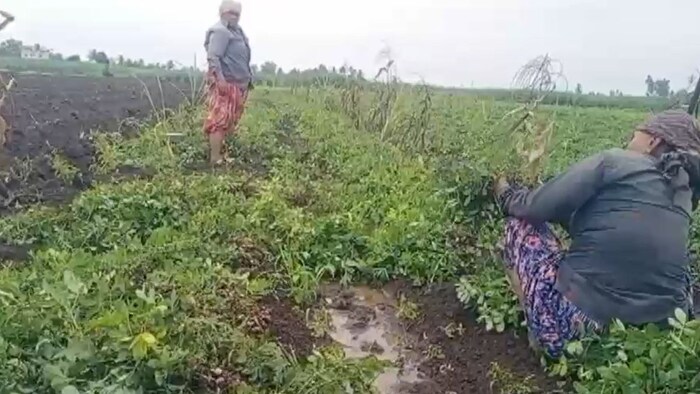 Sangli Moongfali fasal barbad