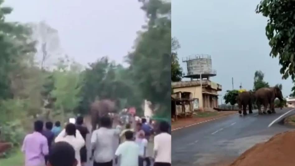 चंद्रपुर के कई गांवों के किसानों में बाघ के बाद अब जंगली हाथियों का खौफ, जान बचाते नजर आए लोग चंद्रपुर के कई गांवों के किसानों में बाघ के बाद अब जंगली हाथियों का खौफ, जान बचाते नजर आए लोग