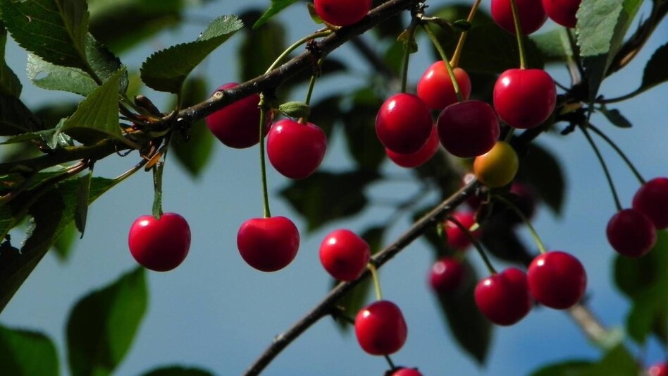 हिमाचल प्रदेश में चेरी की कटाई में तेजी, प्रोसेसिंग यूनिट्स न होने से किसानों को घाटा  हिमाचल प्रदेश में चेरी की कटाई में तेजी, प्रोसेसिंग यूनिट्स न होने से किसानों को घाटा