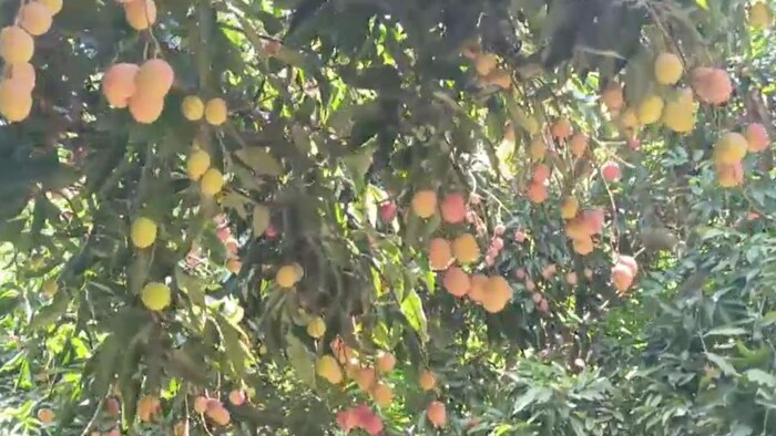 Manraji litchi naugachia