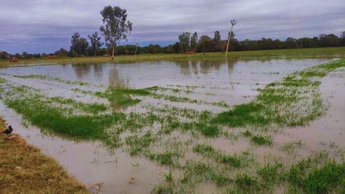 Odisha crop damage compensation