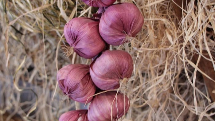 Maharashtra Onion News