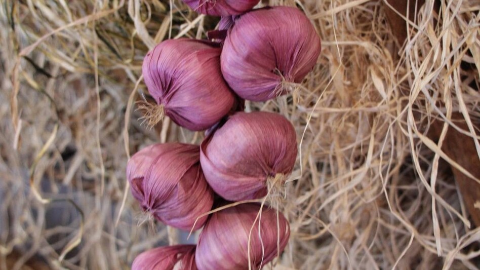 Crop Loss: महाराष्ट्र के किसानों को मिले 1 लाख रुपये मुआवजा, सीएम फडणवीस से उत्पादकों ने की बड़ी मांग Crop Loss: महाराष्ट्र के किसानों को मिले 1 लाख रुपये मुआवजा, सीएम फडणवीस से उत्पादकों ने की बड़ी मांग