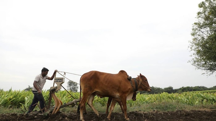 Monsoon in Maharashtra