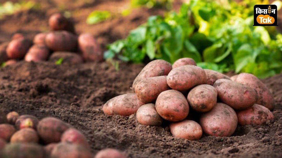 Red Potato: कश्मीर से लेकर पाक-बांग्लादेश तक पसंद किया जाता है लाल आलू, जानें वजह  Red Potato: कश्मीर से लेकर पाक-बांग्लादेश तक पसंद किया जाता है लाल आलू, जानें वजह