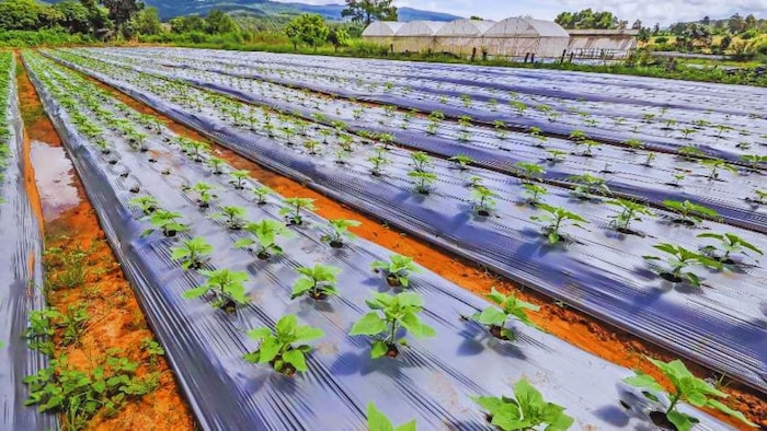 मल्चिंग तकनीक