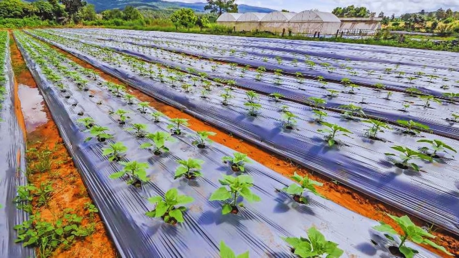 फसलों को खरपतवार से बचाएगी मल्चिंग तकनीक, पांच बड़े फायदे भी जान लें फसलों को खरपतवार से बचाएगी मल्चिंग तकनीक, पांच बड़े फायदे भी जान लें