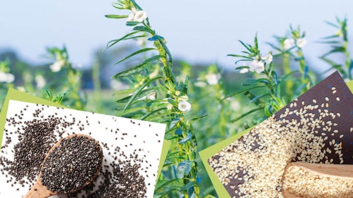 तिल की खेती