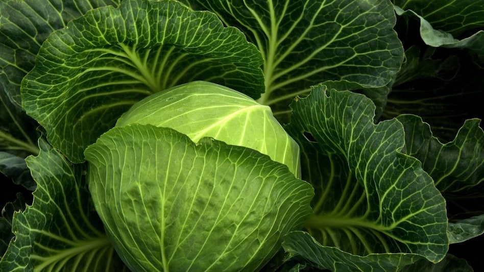 ऑर्गेनिक फसलों की इस साल बाजार में रहेगी भारी डिमांड, जबरदस्त होगा मुनाफा  ऑर्गेनिक फसलों की इस साल बाजार में रहेगी भारी डिमांड, जबरदस्त होगा मुनाफा