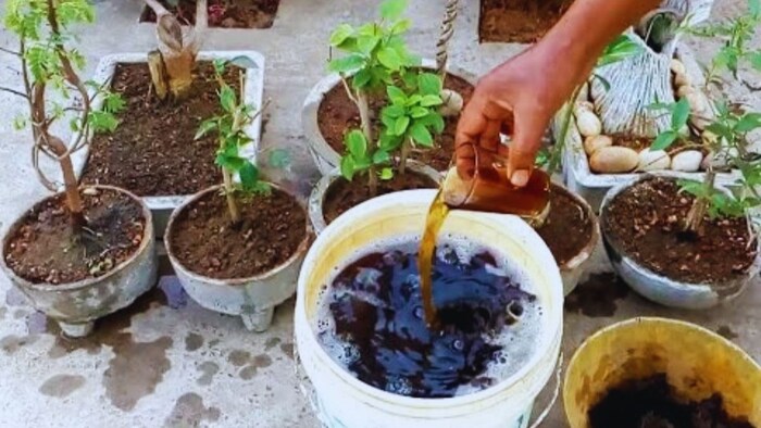 घर में ऐसे बनाएं स्पेशल खाद