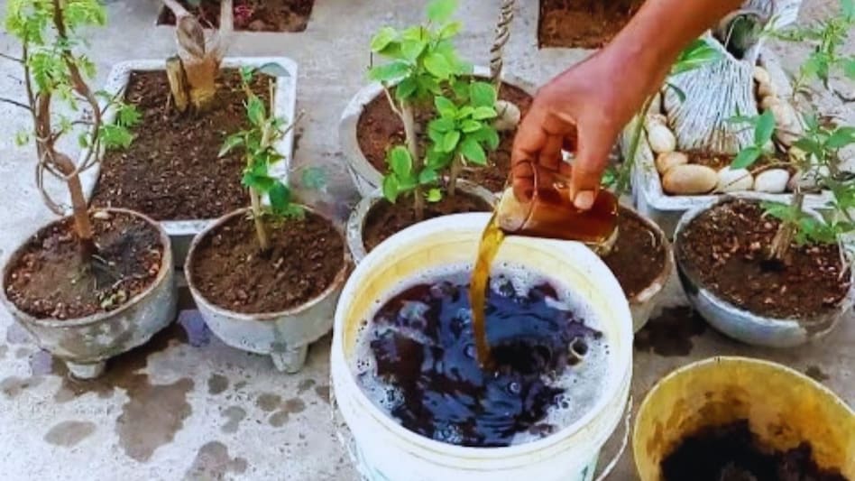 बीज में नहीं लगेंगे दीमक और कीट, घर पर ऐसे तैयार करें ये स्पेशल देसी खाद बीज में नहीं लगेंगे दीमक और कीट, घर पर ऐसे तैयार करें ये स्पेशल देसी खाद