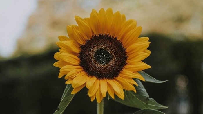 Sunflower Procurement