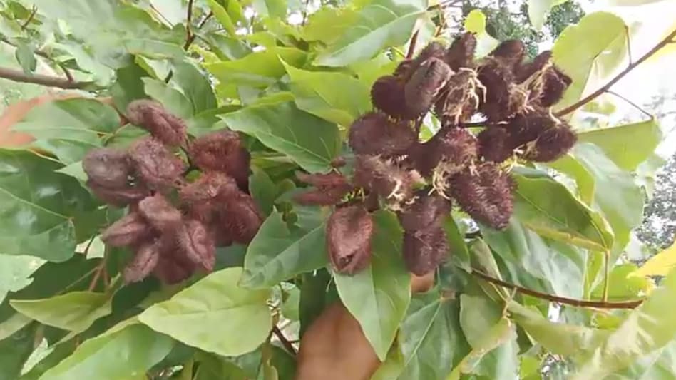 प्राकृतिक सौंदर्य और रोजगार का नया जरिया बनी सिंदूर की खेती, सहारनपुर में किसानों का बढ़ा रुझान प्राकृतिक सौंदर्य और रोजगार का नया जरिया बनी सिंदूर की खेती, सहारनपुर में किसानों का बढ़ा रुझान