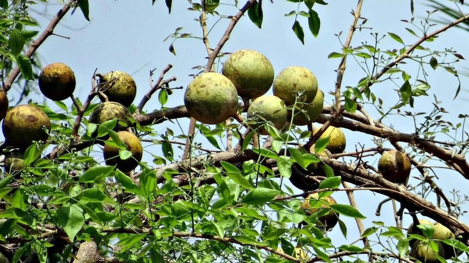बीज से लेकर फल तक बेल के सभी भाग हैं कमाल, इन बीमारियों में मिलता है लाभ बीज से लेकर फल तक बेल के सभी भाग हैं कमाल, इन बीमारियों में मिलता है लाभ