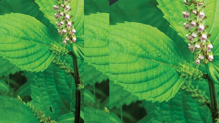 भंगजीरा के बारे में जानिए.